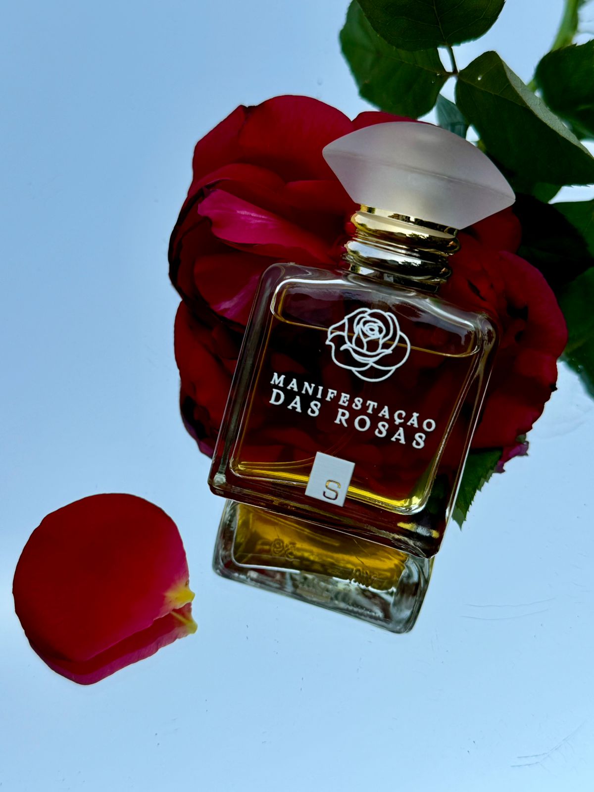 Manifestação das rosas - Imagem 7